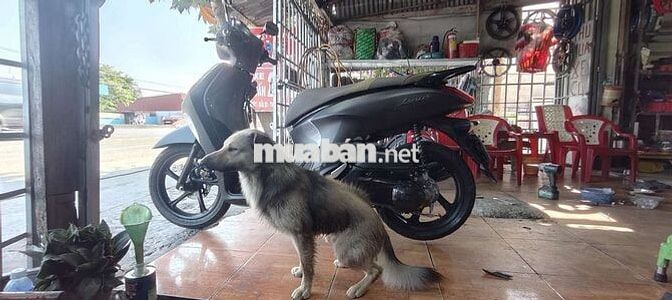 Yamaha Janus Đen mờ