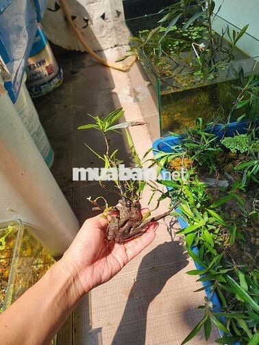 BÌNH THẠNH × 2 Nam KHO TMĐT LƯƠNG TỪ 8TR 