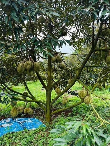 Cần tiền để chữa bệnh, bán gấp vườn sầu thái 5000m2 giá 690tr