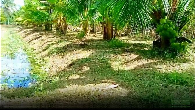 Bán 2000m2 đất thổ cư mặt tiền đường nhựa, gần cầu R Miễu 2.