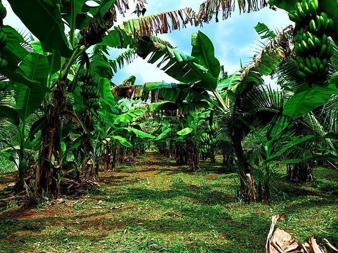 Bán 2000m2 đất thổ cư mặt tiền đường nhựa, gần cầu R Miễu 2.