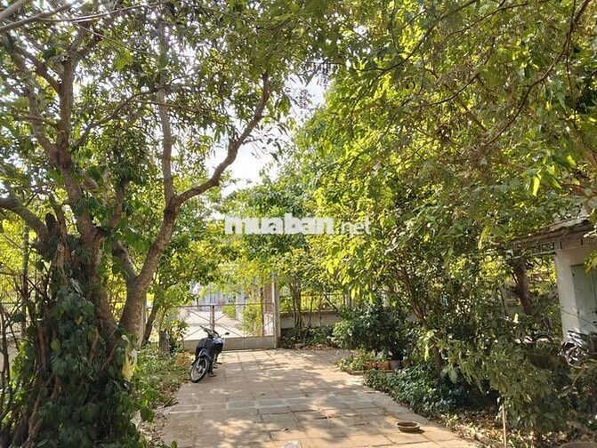 Cho thuê nhà vườn có sân để ô tô, gần chợ–Phường Bà Rịa-TPHCM