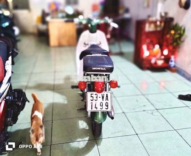 Honda Cub 81 Kim vàng giọt lệ