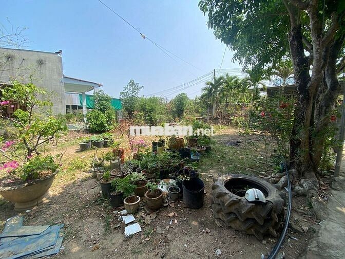 BÁN LÔ ĐẤT VƯỜN 1724M2 CÓ NHÀ CỬA ĐIỆN NƯỚC ĐẦY ĐỦ,CÓ THỔ CƯ,GIÁ 2,2 T