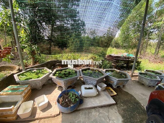 BÁN LÔ ĐẤT VƯỜN 1724M2 CÓ NHÀ CỬA ĐIỆN NƯỚC ĐẦY ĐỦ,CÓ THỔ CƯ,GIÁ 2,2 T