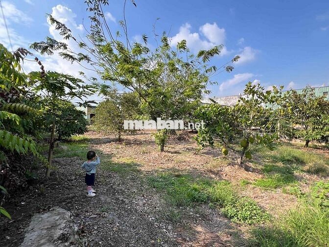 9tỷ2, 1987m2 thổ cư 114m2, SHR CỦ CHI THÁI MỸ