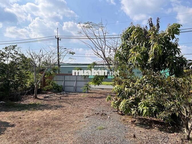 9tỷ2, 1987m2 thổ cư 114m2, SHR CỦ CHI THÁI MỸ