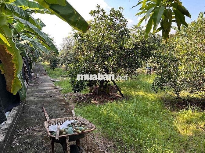 9tỷ2, 1987m2 thổ cư 114m2, SHR CỦ CHI THÁI MỸ