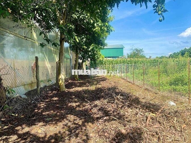 Chính Chủ bán 100m2 full thổ cư trung tâm Ka Đô