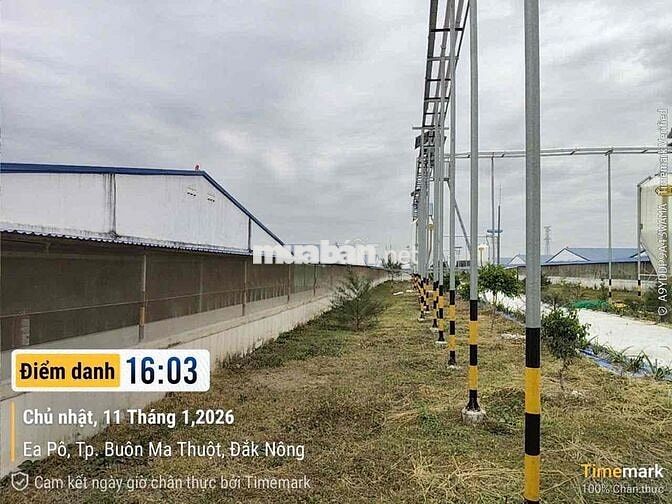 🔥BÁN DỰ ÁN TRANG TRẠI HEO - ĐAK NÔNG  🔥