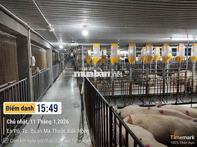 🔥BÁN DỰ ÁN TRANG TRẠI HEO - ĐAK NÔNG  🔥