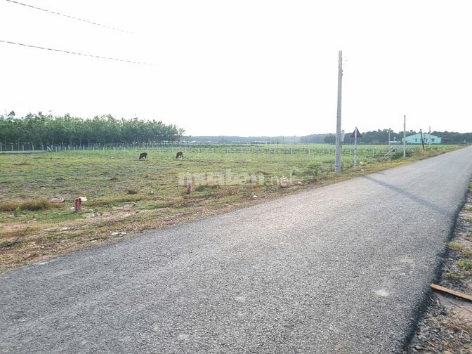 Đất Tây Ninh giá rẻ. Đường nhựa, khu dân cư. 5x35 giá 4xx 