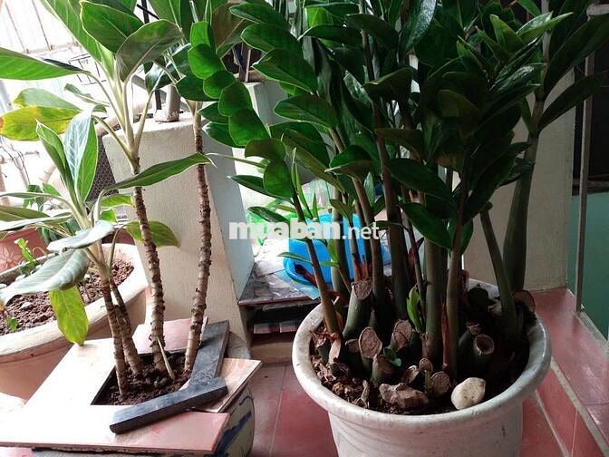 CHO THUÊ PHÒNG Ở TẠI TRƯỜNG CHINH - GẦN NGÃ TƯ SỞ 