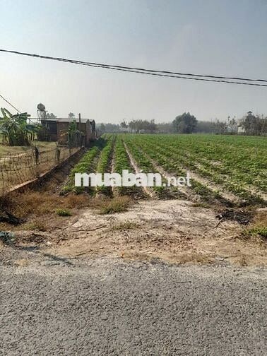 Đất sổ đỏ 3.000m2 Châu Thành, Tây Ninh