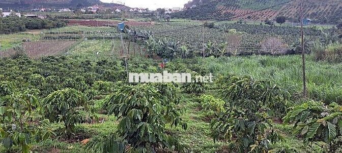 Cần bán mảnh đất tại Nam Hà Lâm Hà Lâm Đồng