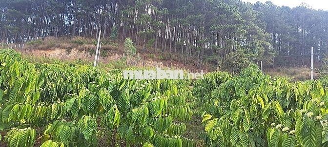 Cần bán mảnh đất tại Nam Hà Lâm Hà Lâm Đồng