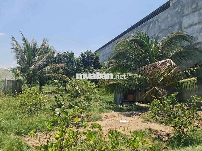 Bán 500m2 CLN được phép lên ODT tại Bình Quý, Ninh Phước, Ninh Thuận