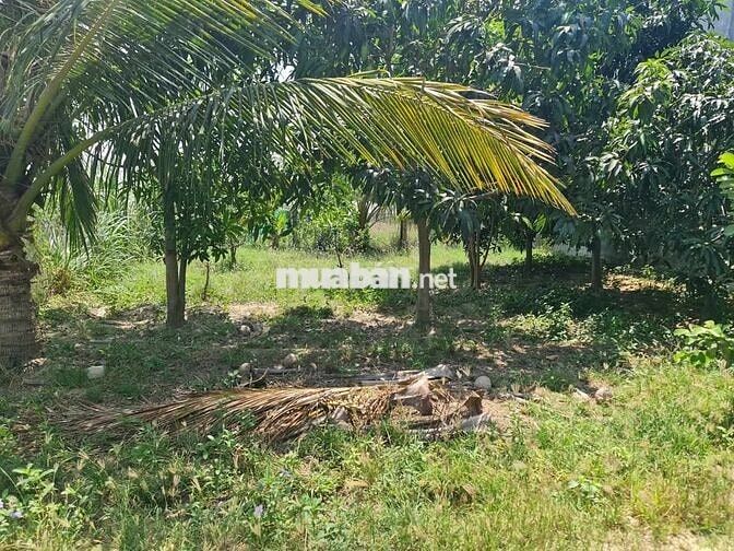 Bán 500m2 CLN được phép lên ODT tại Bình Quý, Ninh Phước, Ninh Thuận