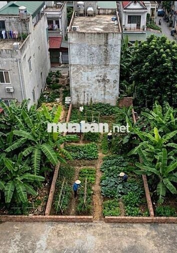 ĐẤT ĐẸP 60M2 TẠI SÓC SƠN - Ô TÔ VÀO TẬN ĐẤT - TIỀM NĂNG SINH LỜI CAO