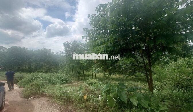 Bán đất tại Thôn 1, Đoàn Kết, Huyện Bù Đăng, 6,2 tỷ, 7584 m2
