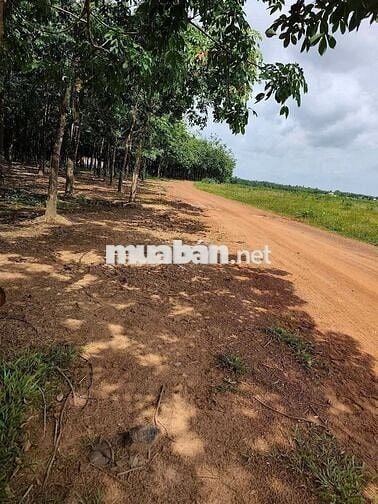 Bán đất tại ĐT 755, Đoàn Kết, Bù Đăng, Bình Phước, 36,2 tỷ, 28675 m2