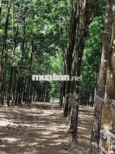 Bán đất tại ĐT 755, Đoàn Kết, Bù Đăng, Bình Phước, 36,2 tỷ, 28675 m2
