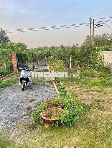 Bán Lô Đất Làm Nhà Vườn rào sẵn,tại Bình Phước nay Là Đồng N