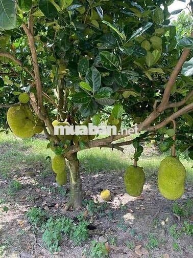 Cần bán gấp nhà vườn gấp trong ngày. Tổng diện tích cái Vường 1000m2.