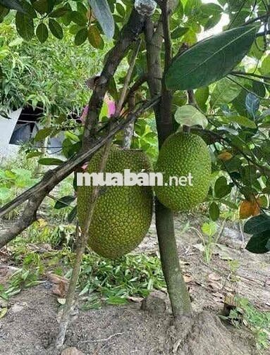 Cần bán gấp nhà vườn gấp trong ngày. Tổng diện tích cái Vường 1000m2.