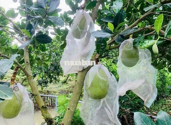 Cần bán gấp nhà vườn gấp trong ngày. Tổng diện tích cái Vường 1000m2.