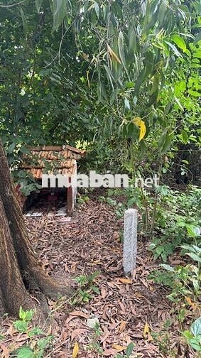 Đất nhà vườn chính chủ ở xã Hòa Thành, Cà Mau