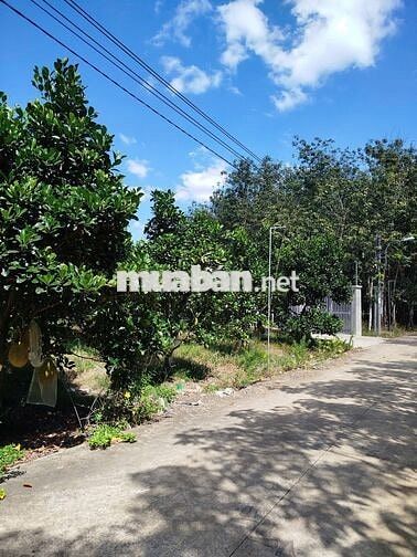 chủ bán lô đất vườn mít thái  đang thu hạch TP HCM giá 680tr sổ sẳn 