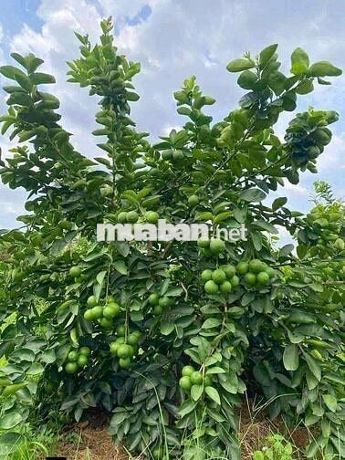 540m2 đất vườn view kênh 10 x 54m chỉ 339 tr