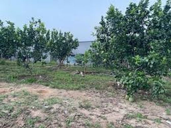 Cần bán nhanh đất vườn cây ăn trái 1300m2 Sẵn nhà đang ở 390 triệu 