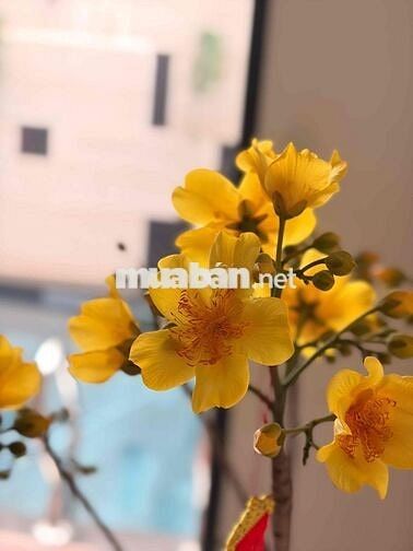 Bán Nhầ mặt tiền Hà Huy Tập ngay biển Nguyễn Tất Thành