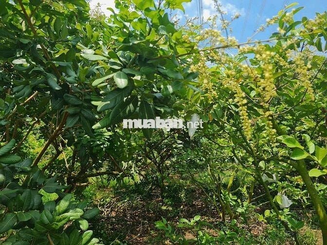 🔥 CƠ HỘI VÀNG – ĐỪNG BỎ LỠ 🔥