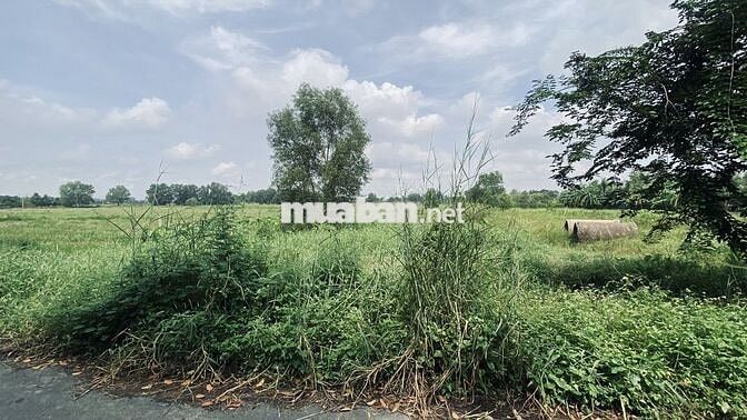Đất 2 MT đường nhựa 6m, Bưng Tràm-Nguyễn thị Dây; Tân Thạnh Tây Củ Chi