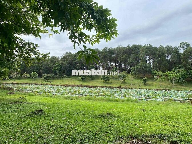 ĐẤT THUỶ XUÂN NGAY GẦN ĐỒI VỌNG CẢNH TRỤC Ô TÔ VIEW LÚA -14x23m~ 300m2