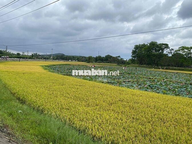 ĐẤT THUỶ XUÂN NGAY GẦN ĐỒI VỌNG CẢNH TRỤC Ô TÔ VIEW LÚA -14x23m~ 300m2