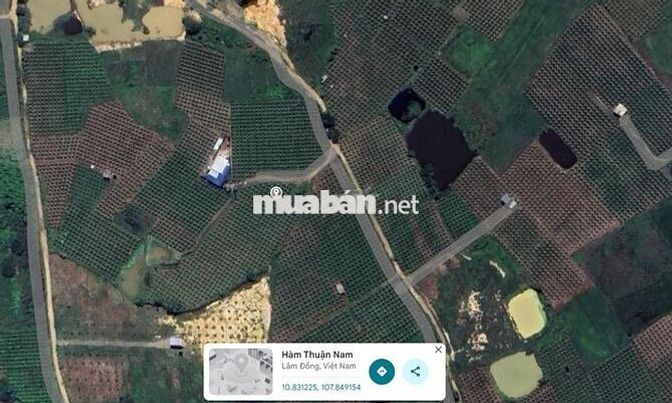 Bán 5 sào đất vườn cách đường Ql1a #1,2km đường ôtô Sedan vào tận nơi