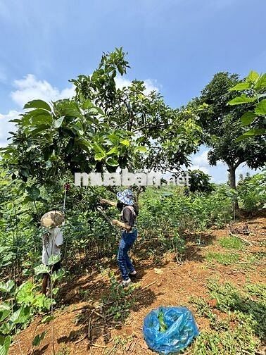 🍒 Nhượng mảnh đất hơn 1070m2 Tại Trung Tâm Tp. Bảo lộc
