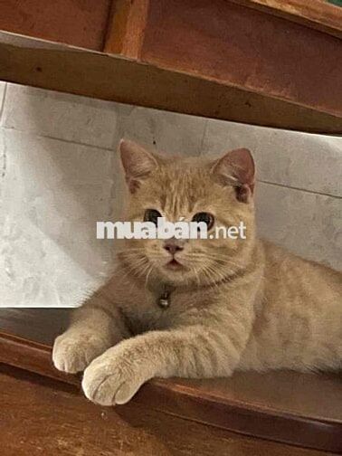 Cho thuê phòng trọ lối đi riêng đường Hà Huy Giáp