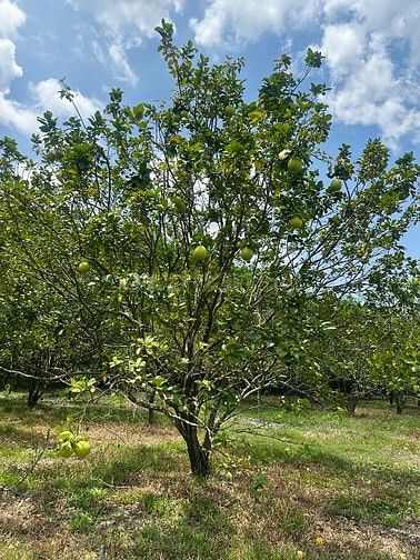 Vợ chồng lục đục, phân chia tài sản bán vườn bưởi 7000m2 giá 390tr