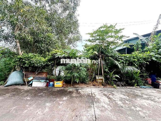 🌿 ĐẤT MẶT TIỀN ĐƯỜNG 6M – 120M² – SHR – AN HẠ, VĨNH LỘC A, BÌNH CHÁNH