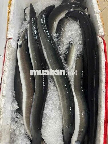TUYỂN THỦ KHO ĐÔNG LẠNH - TƯƠI SỐNG