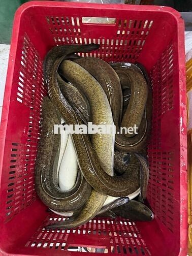 TUYỂN THỦ KHO ĐÔNG LẠNH - TƯƠI SỐNG