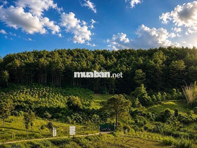 ĐẤT VIEW ĐỒI THÔNG NAM BAN - LÂM HÀ - LÂM ĐỒNG GIÁ MỀM