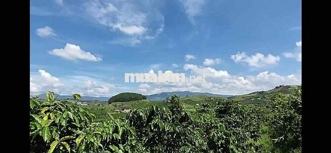 bán 10000m2 dat trong cây lâu năm có 2000 đất  xây dung