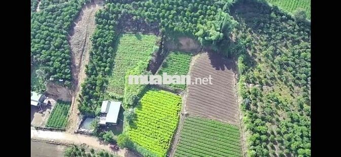 bán 10000m2 dat trong cây lâu năm có 2000 đất  xây dung