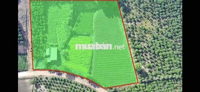 bán 10000m2 dat trong cây lâu năm có 2000 đất  xây dung